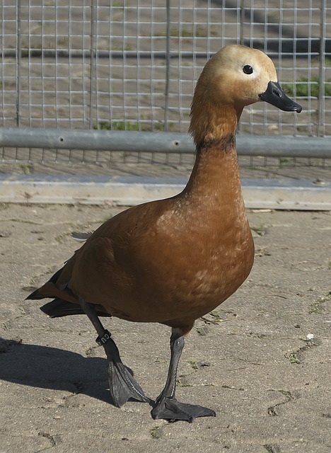强硬风格